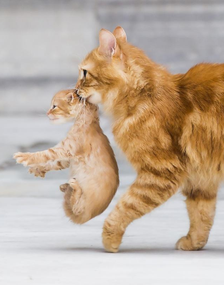 猫妈妈吃掉刚出生的幼猫虽然表面看似残忍但背后是伟大的母爱