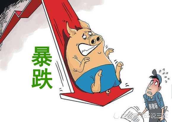 3.8猪价