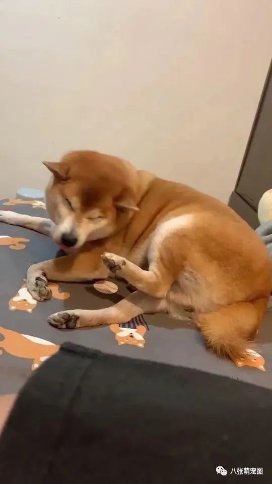 柴犬闻了一下自己的脚,结果连自己都觉得很臭,笑喷了!