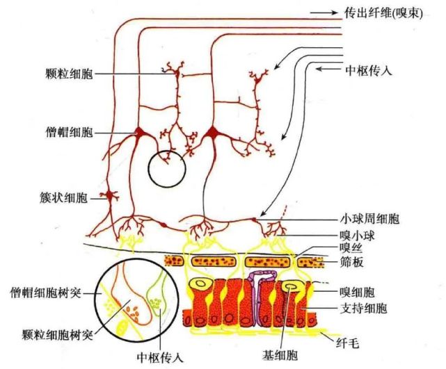 嗅觉反射径路