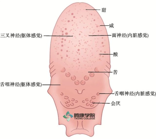 味蕾主要存在于舌背和舌侧缘,也存在于口腔,咽和喉黏膜内.