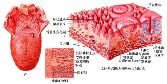 味觉反射径路