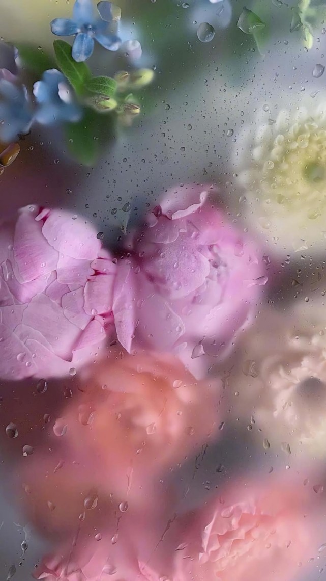 唯美花壁纸,好喜欢这种玻璃水珠滤镜