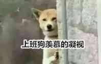 萌宠表情包:上班狗羡慕的凝视!