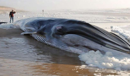 特殊困扰蓝鲸携无数海洋生物几近崩溃