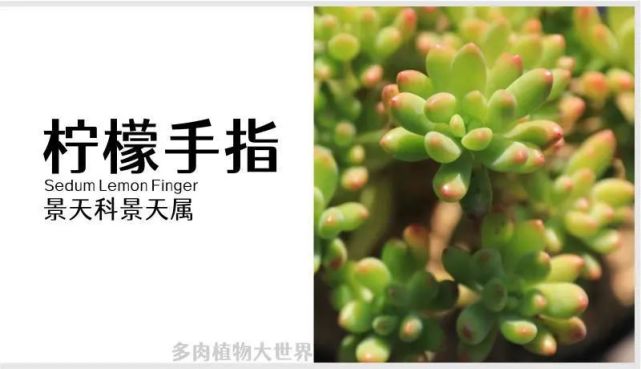 "柠檬手指"景天科景天属多肉植物,易群生容易出果冻色