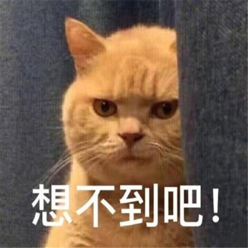 表情包|小猫咪能有什么坏心眼呢?