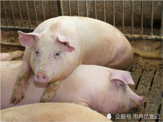 中国驯养五千年的黑猪为何几十年全变白猪