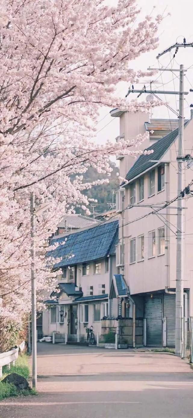 樱花风景壁纸