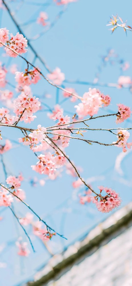 樱花风景壁纸