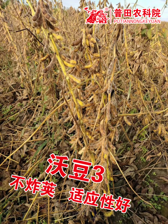 沃豆3号高蛋白,高油脂,高产量,高抗性,高收益,高保障,是亚有限结荚