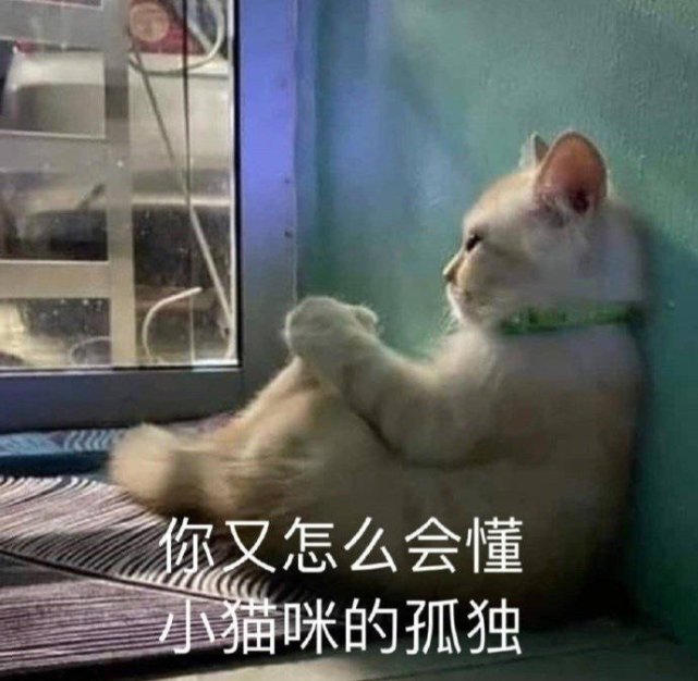 沙雕表情包你怎么会懂得小猫咪的孤独