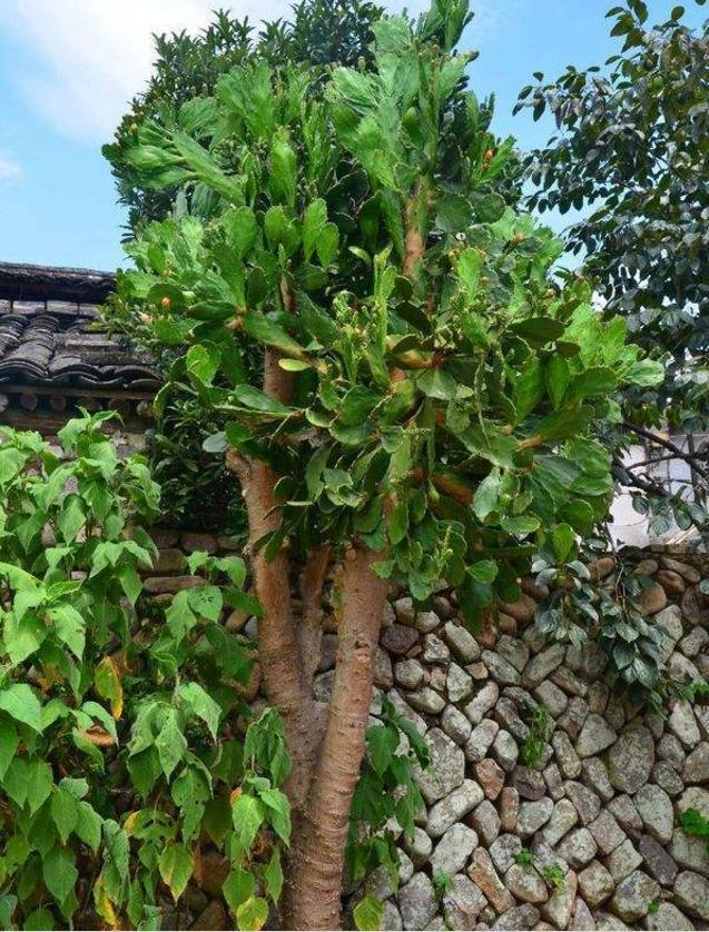 养20年的"仙人掌",长成4米高的"大树",年年开花又结果