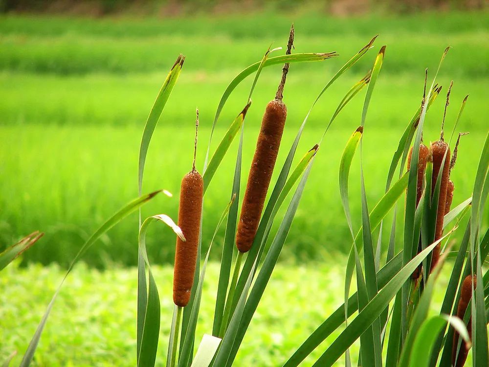 农村4种水生野菜,春季吃正合适,营养美味,第4种人称"锌王"