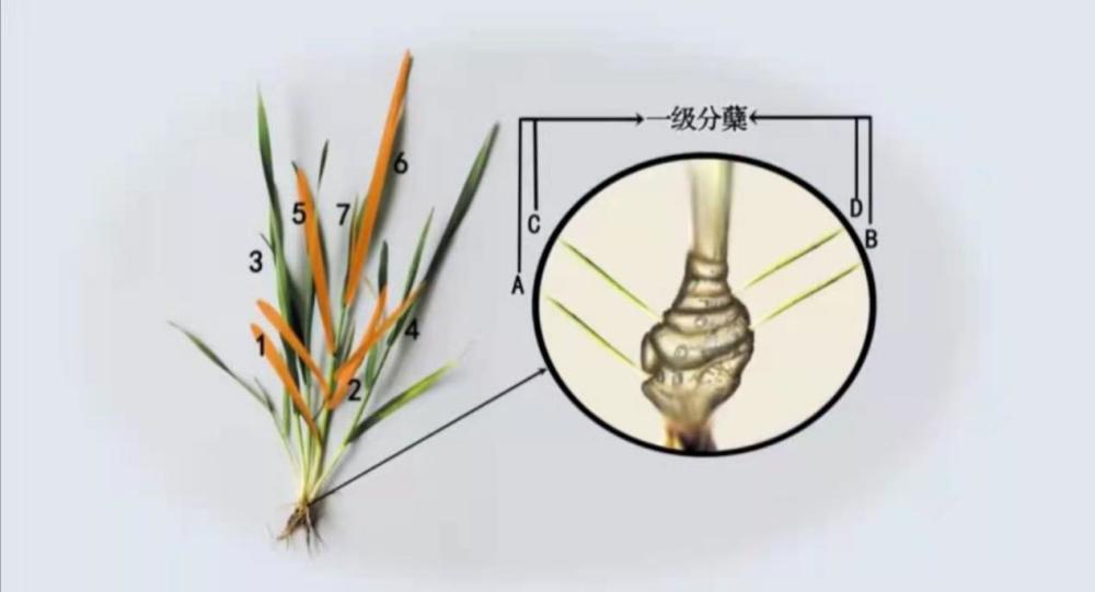 要想小麦种的好,掌握冬小麦的分蘖规律很重要.你了解吗?