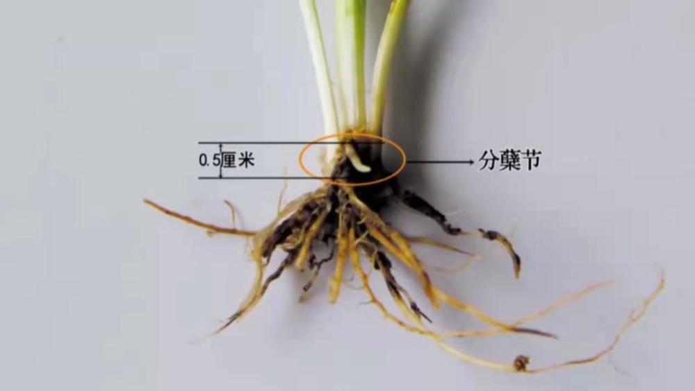 要想小麦种的好掌握冬小麦的分蘖规律很重要你了解吗