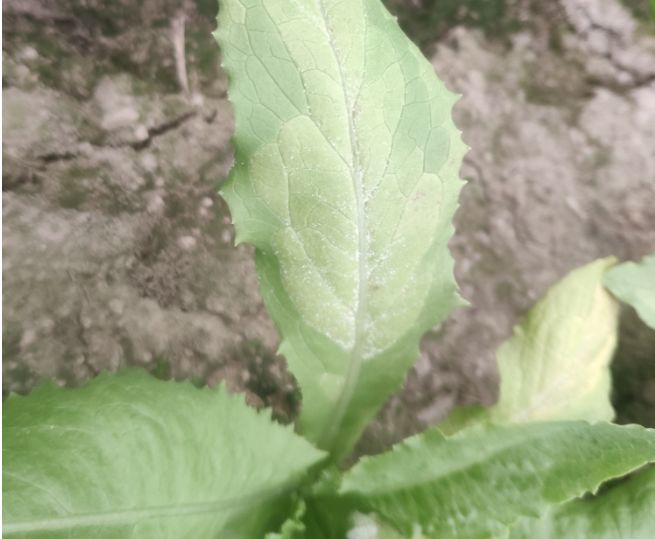 油麦菜霜霉病发生后要早防治合理配药科学施药效果加倍