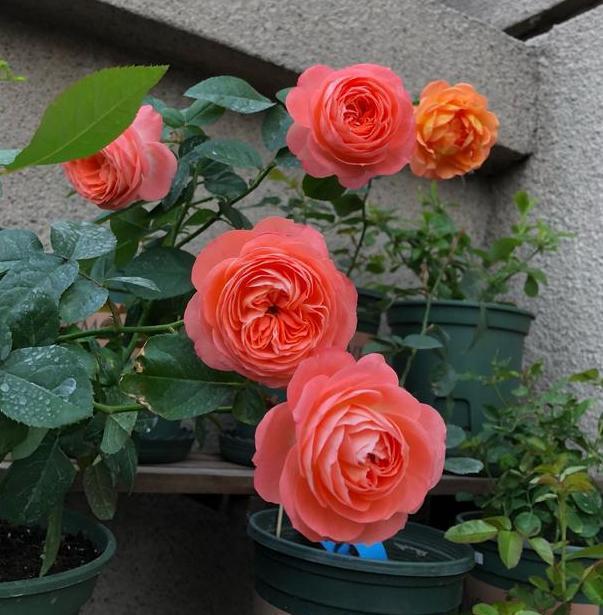 5种"微型月季",最适合"阳台"盆栽,个小开花多,一开200天