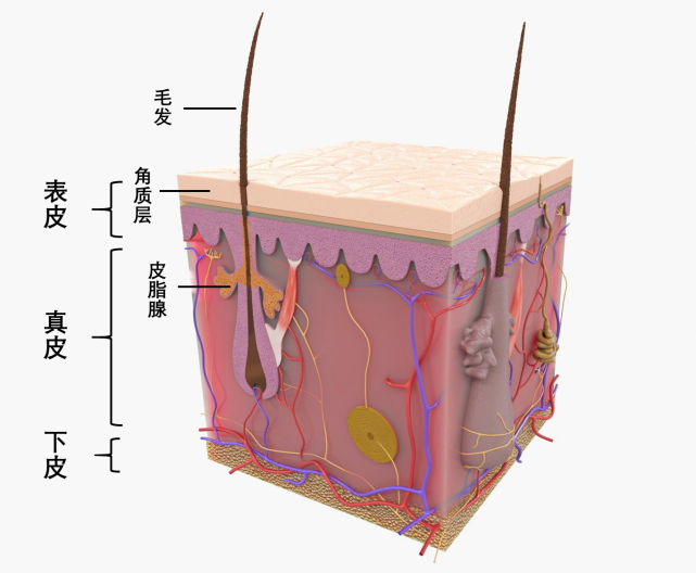 皮肤结构示意图,图片取自网络