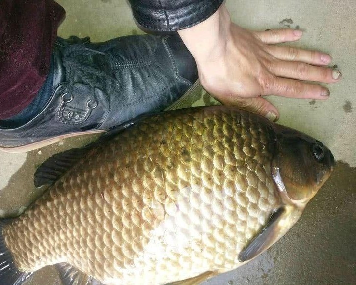春季野钓大鲫鱼攻略大全,咬钩的都是大板鲫,非常过瘾