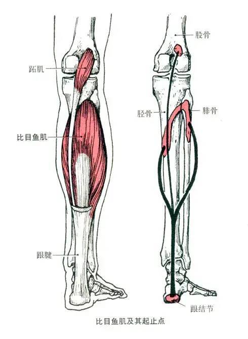 腓肠肌和比目鱼肌通过共同的肌腱