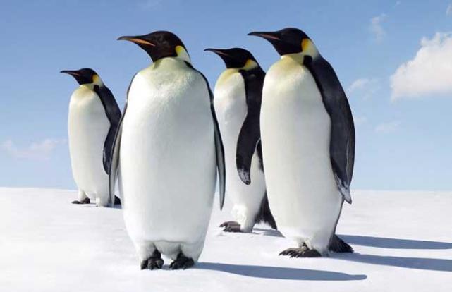 南极首发"金企鹅",是全球变暖的"恶果"吗?专家发话了