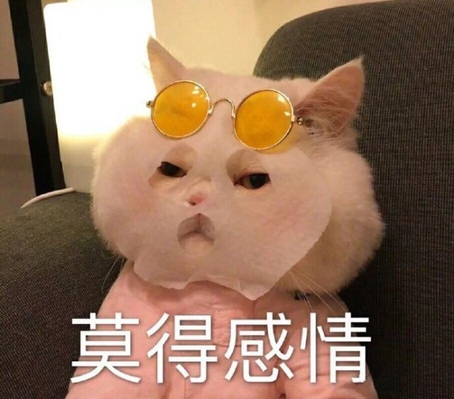 猫咪表情包|小猫咪也不知道它会掉毛,它只是想蹭你