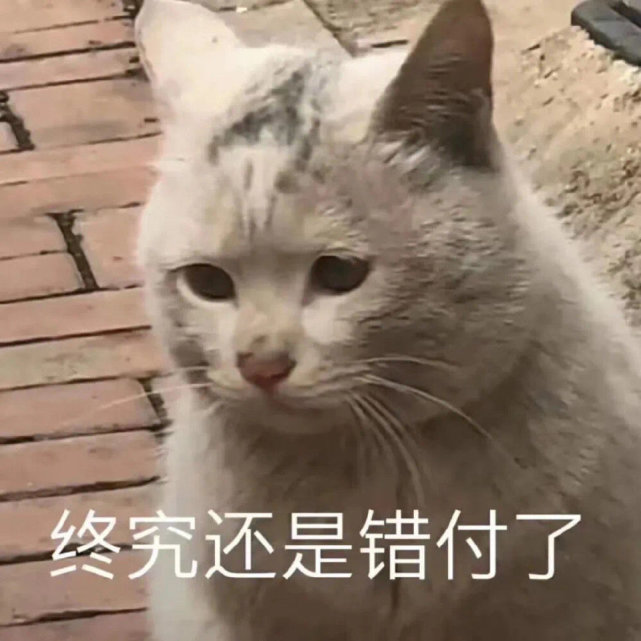 猫咪表情包|小猫咪也不知道它会掉毛,它只是想蹭你