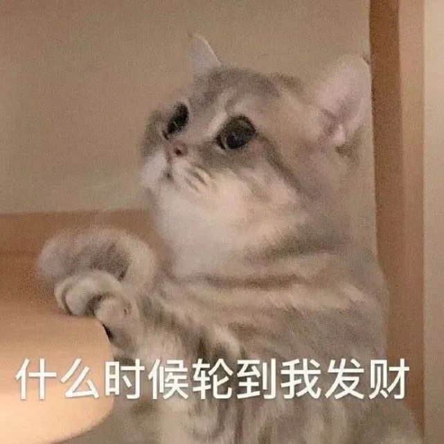 猫咪表情包|小猫咪也不知道它会掉毛,它只是想蹭你