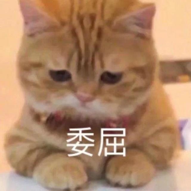 猫咪表情包|小猫咪也不知道它会掉毛,它只是想蹭你