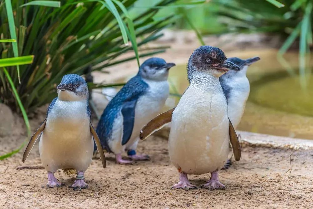 小蓝企鹅little blue penguin
