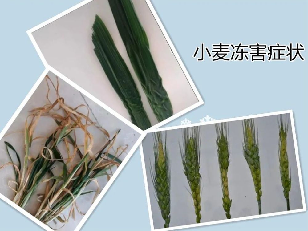 受冻害影响较轻的小麦植株,仍然能够正常的抽穗和结实,但是,幼穗分化