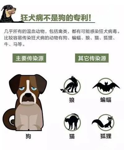 常见的能够携带狂犬病毒的有狗,猫,狼,蝙蝠,浣熊,猴,鼠,兔,牛,猪等温