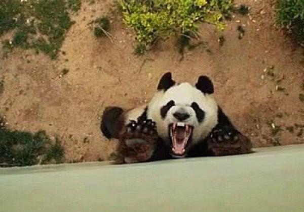 北京动物园这只熊猫火了!战斗力太强悍!