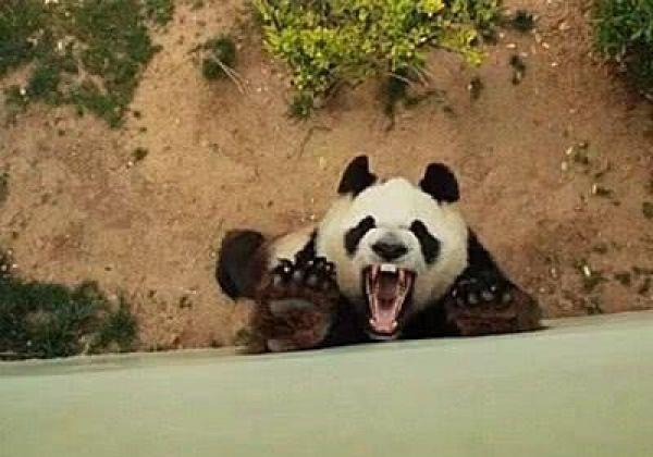 连续四次伤人!北京动物园这只熊猫火了!战斗力太强悍!