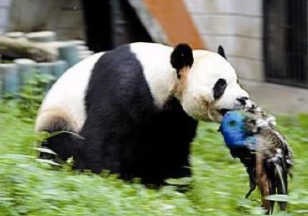 北京动物园这只熊猫火了!战斗力太强悍!