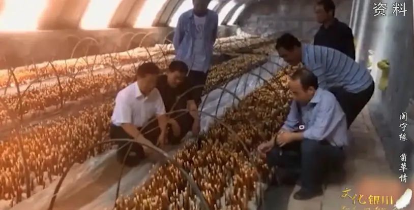 跨越山海的双孢菇,如今在闽宁镇发展如何?