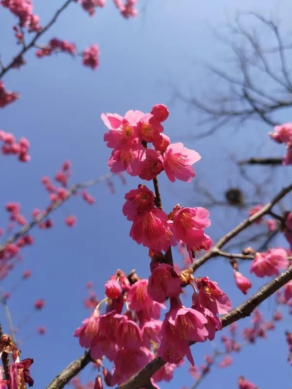 图2:樱花和樱桃的区别不在于是否只开花或者结果 根据各种樱花的开花