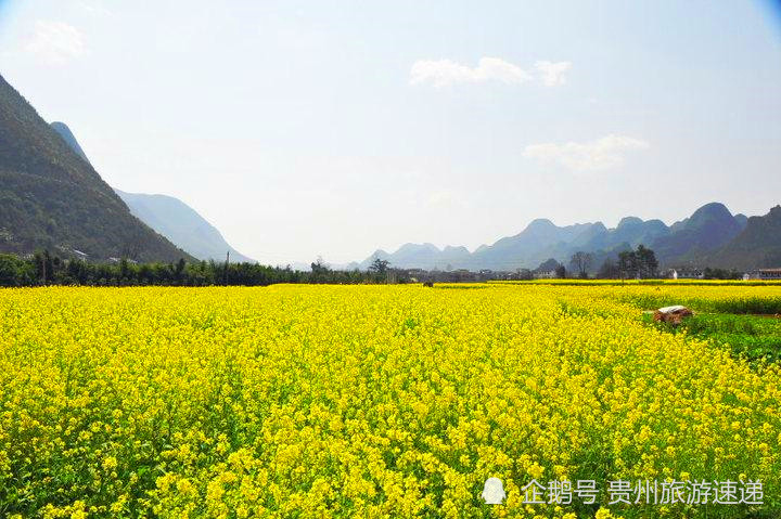 来一场最美遇见,当属看贵州6000余亩油菜花海