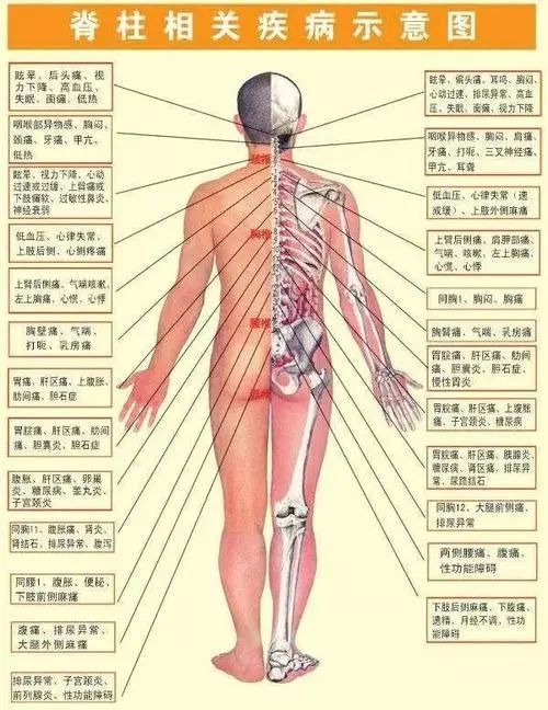 脊柱是人体健康之本各种常见病症与相关的脊椎位置干货收藏
