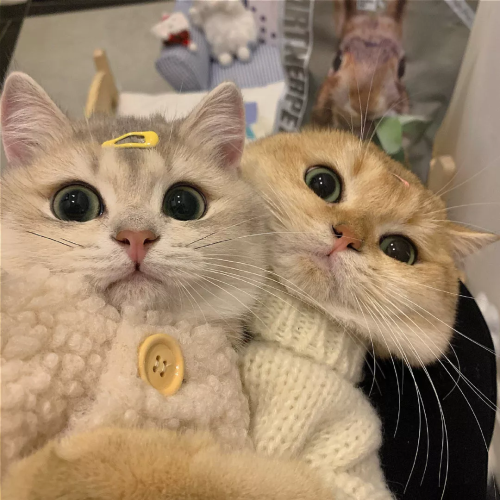 可爱猫猫情头:小手一牵,岁岁年年