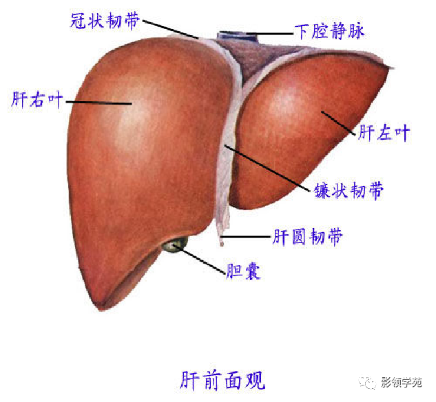 超赞!最全肝脏的表面解剖及分叶分段