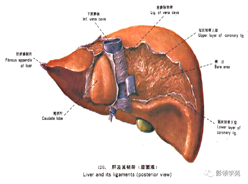 超赞!最全肝脏的表面解剖及分叶分段