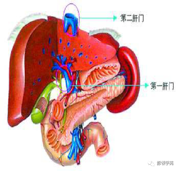 超赞!最全肝脏的表面解剖及分叶分段