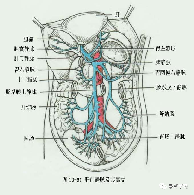 肝脏门脉系组成