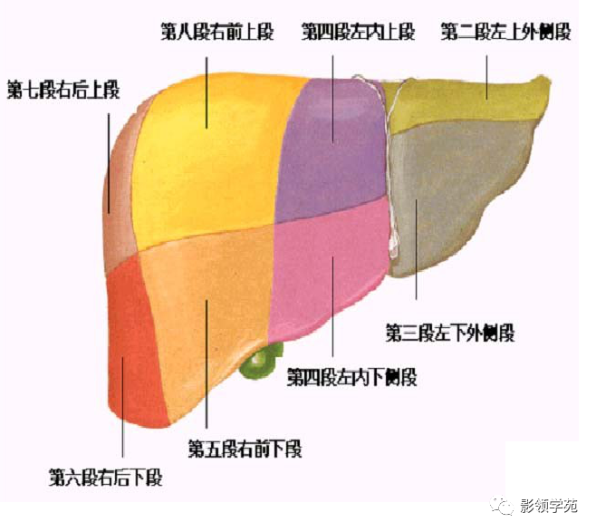 超赞!最全肝脏的表面解剖及分叶分段