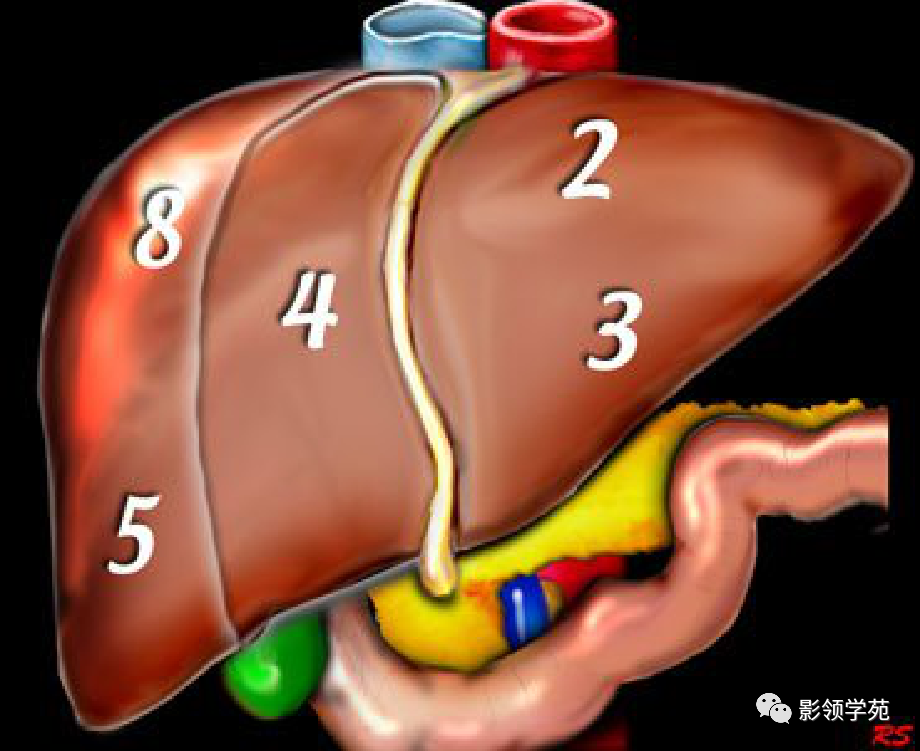 外两叶,右半肝分前,后两叶 门静脉左,右支充当横裂,将四部又分为八段
