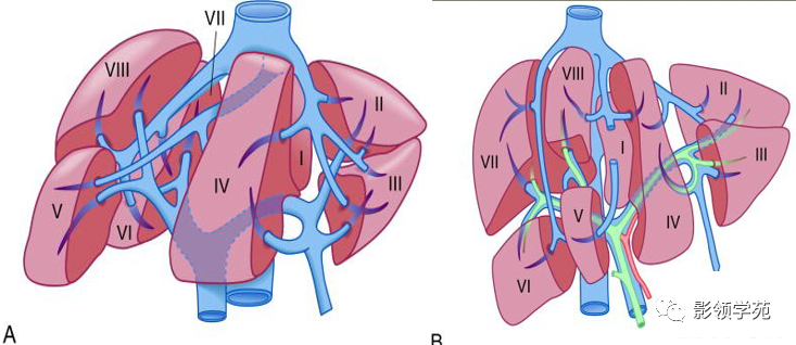 超赞!最全肝脏的表面解剖及分叶分段