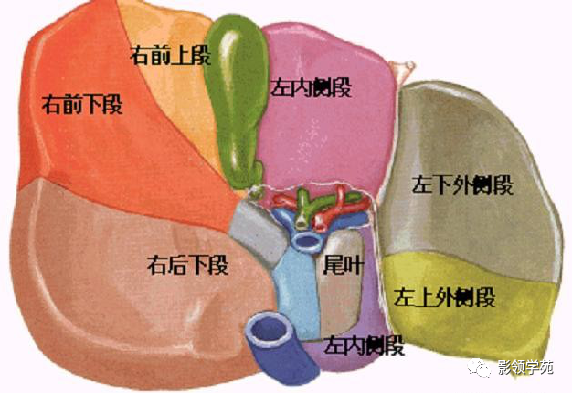 超赞最全肝脏的表面解剖及分叶分段