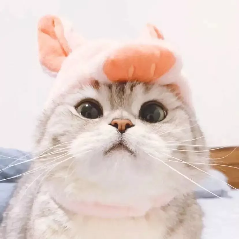 可爱猫猫情头:小手一牵,岁岁年年